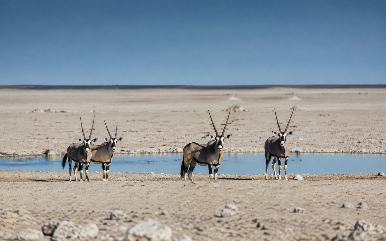 Etosha & the desert horizons travel chapter
